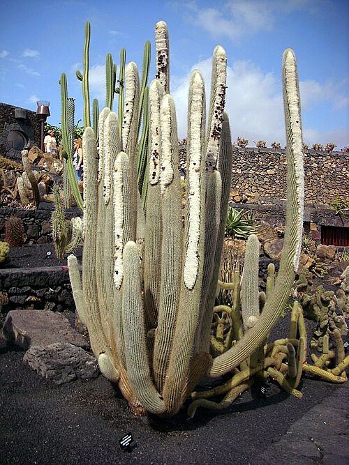 Golden-spined Micranthocereus albicephalus cactus on green stem.