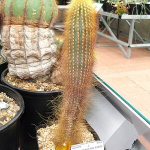 Micranthocereus auriazureus cactus met heldergroene stengels en gele stekels.
