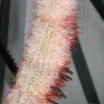 Purple-flowered Micranthocereus violaciflorus cactus in green pot.