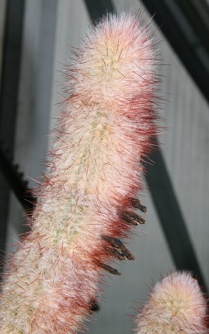 Purple-flowered Micranthocereus violaciflorus cactus in green pot.