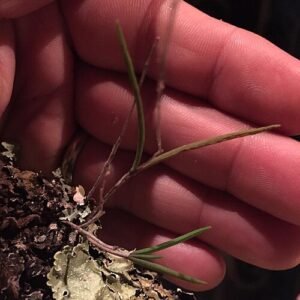 Microepidendrum subulatifolium orchidee met groen blad, gefotografeerd in Mexico.