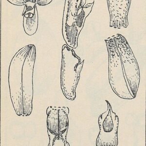 Micropera fasciculata orchidee in levendige bloei met delicate bloemblaadjes en groene bladeren.