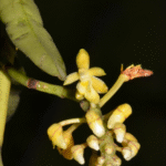 Close-up van bloeiende Micropera pallida orchidee met bleke bloemen en donkere vlekken.