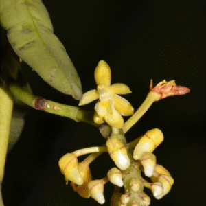 Close-up van bloeiende Micropera pallida orchidee met bleke bloemen en donkere vlekken.