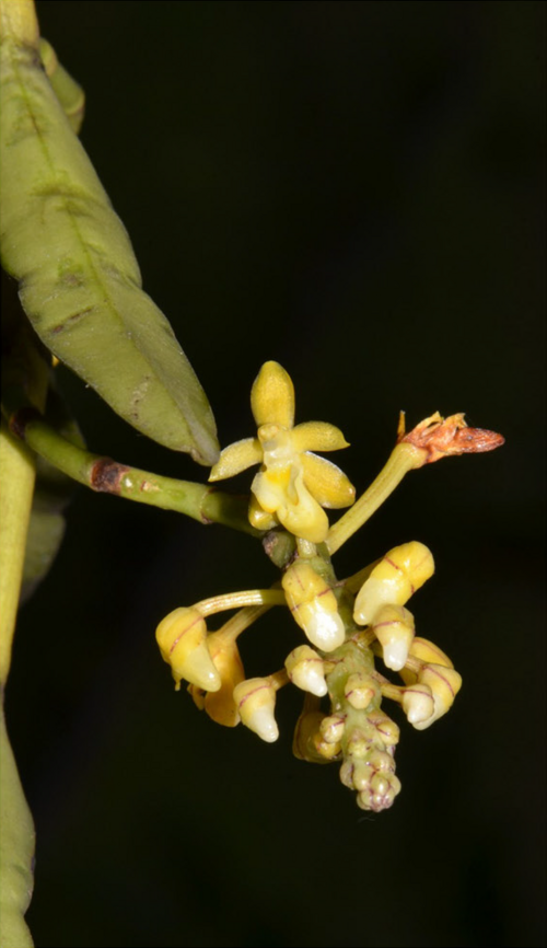 Close-up van bloeiende Micropera pallida orchidee met bleke bloemen en donkere vlekken.