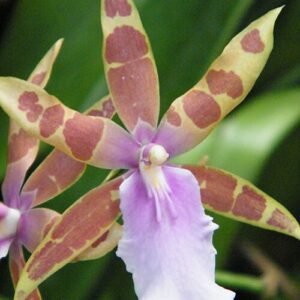 Purple and white Miltonia orchid flower in a botanical garden.