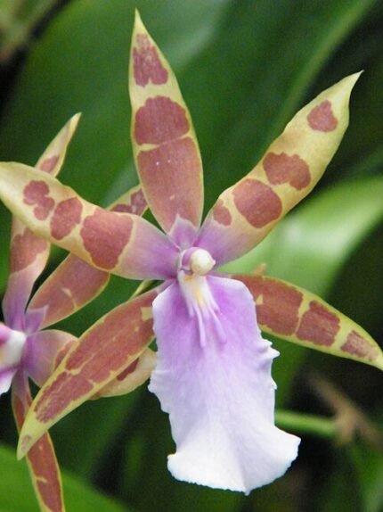 Purple and white Miltonia orchid flower in a botanical garden.