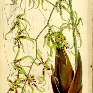 Miltonia phymatochila orchidee bloemillustratie uit 1860.