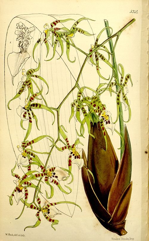 Miltonia phymatochila orchidee bloemillustratie uit 1860.