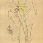 Witte en paarse Cyrtochiloides orchidee bloemen met groene bladeren.