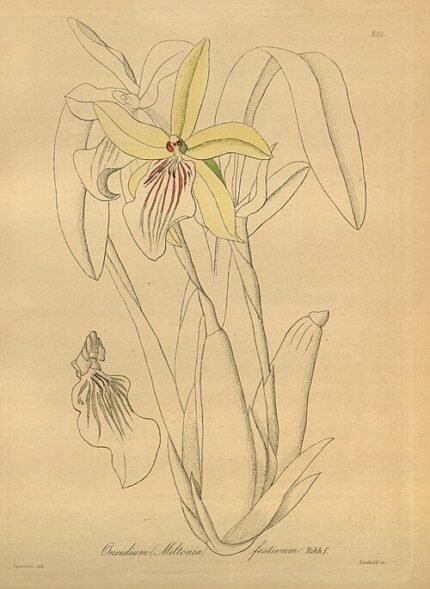 Witte en paarse Cyrtochiloides orchidee bloemen met groene bladeren.