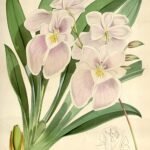 Miltoniopsis vexillaria orchidee met witte en roze bloemen op groen blad.