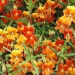 Oranje Kelkbloem Mimulus aurantiacus met heldere oranje bloemen.