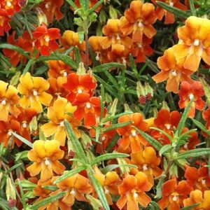 Oranje Kelkbloem Mimulus aurantiacus met heldere oranje bloemen.