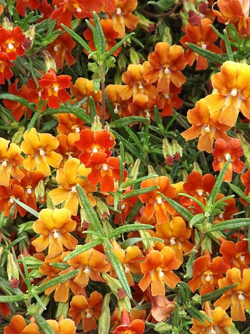 Oranje Kelkbloem Mimulus aurantiacus met heldere oranje bloemen.