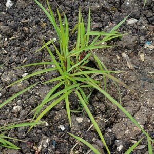 Miscanthus nepalensis siergras met groene bladeren en pluizige bloempluimen in Hillier Gardens.