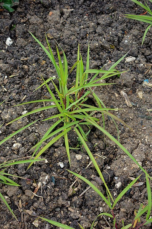 Miscanthus nepalensis siergras met groene bladeren en pluizige bloempluimen in Hillier Gardens.