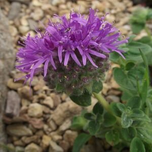 Monardella villosa bloemen en groen blad in zonnig veld.