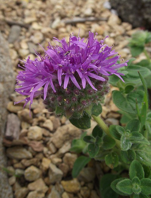 Monardella villosa bloemen en groen blad in zonnig veld.