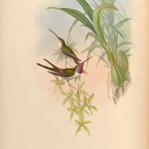 Bloeiende Neogardneria plant in halfschaduw tot schaduw.