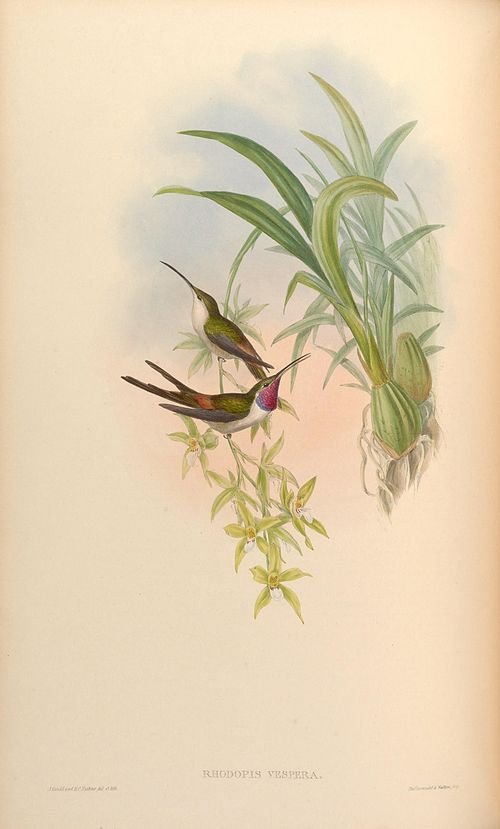 Bloeiende Neogardneria plant in halfschaduw tot schaduw.