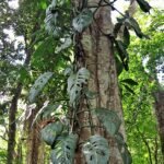 Monstera acuminata plant in Belize rainforest.