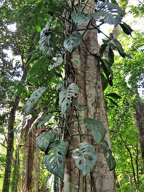 Monstera acuminata plant in Belize rainforest.