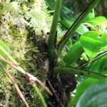 Monstera adansonii plant met hartvormige bladeren en luchtwortels.