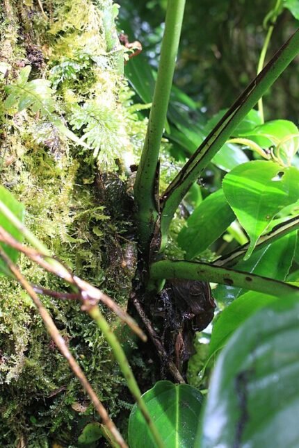 Monstera adansonii plant met hartvormige bladeren en luchtwortels.