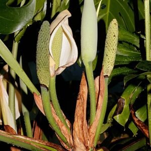 Gatenplant op kleigrond in halfschaduw tot schaduw.