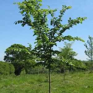 Volwassen Ulmus 'Morfeo' bonsai boom met complexe vertakking en verouderde schors textuur.
