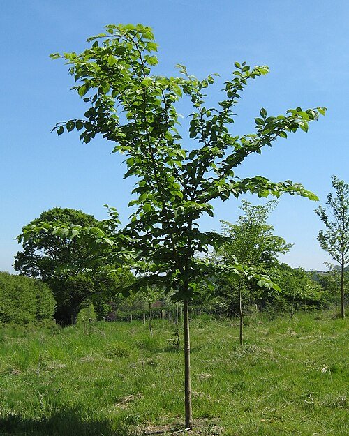 Volwassen Ulmus 'Morfeo' bonsai boom met complexe vertakking en verouderde schors textuur.