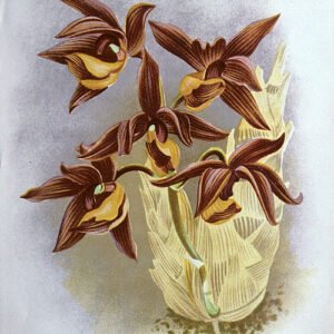 Mormodes buccinator orchidee met rode en gele bloembladeren op groene steel.