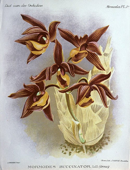 Mormodes buccinator orchidee met rode en gele bloembladeren op groene steel.