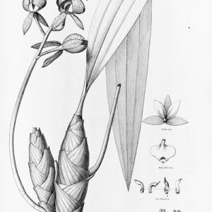 Mormodes tigrina orchidee bloem op kleigrond.