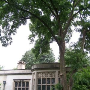 Elegante Ulmus 'Morton' boom met stevige stam tegen heldere hemel.