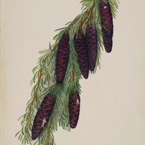 Mertens' berghemlockspar met groene naalden en kegelvormige dennenappels.