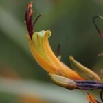 Bloeiende Phormium colensoi plant met witte bloemen en groene bladeren.