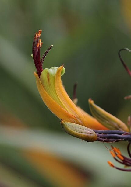 Bloeiende Phormium colensoi plant met witte bloemen en groene bladeren.