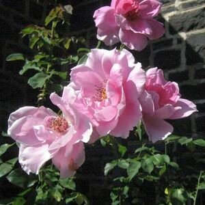 Roze bloem van Rosa 'Mrs Fred Danks' met donkergroene bladeren.