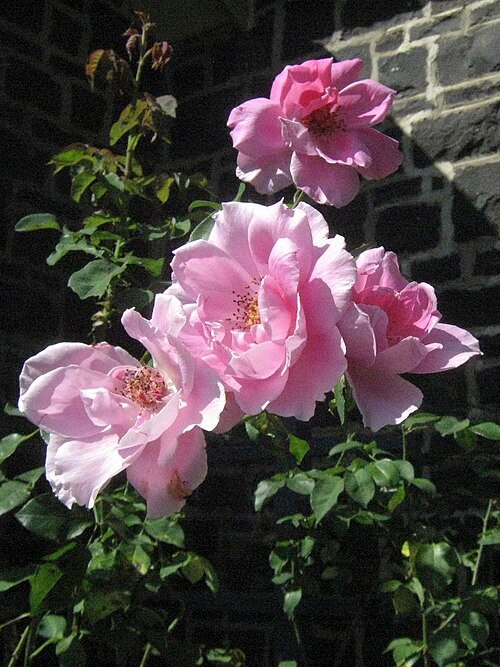 Roze bloem van Rosa 'Mrs Fred Danks' met donkergroene bladeren.