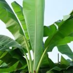 Winterharde Musa basjoo plant met grote groene bladeren op kleigrond.