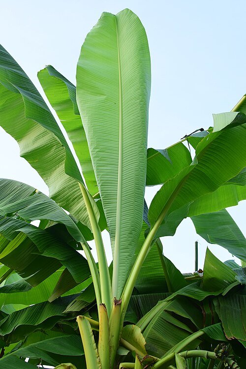 Winterharde Musa basjoo plant met grote groene bladeren op kleigrond.