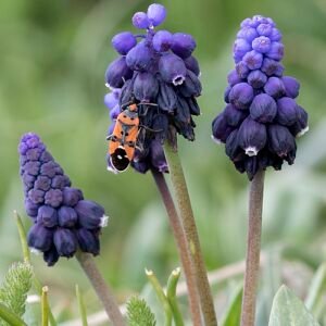 Paarse Muscari bloemen met groene bladeren op achtergrond.