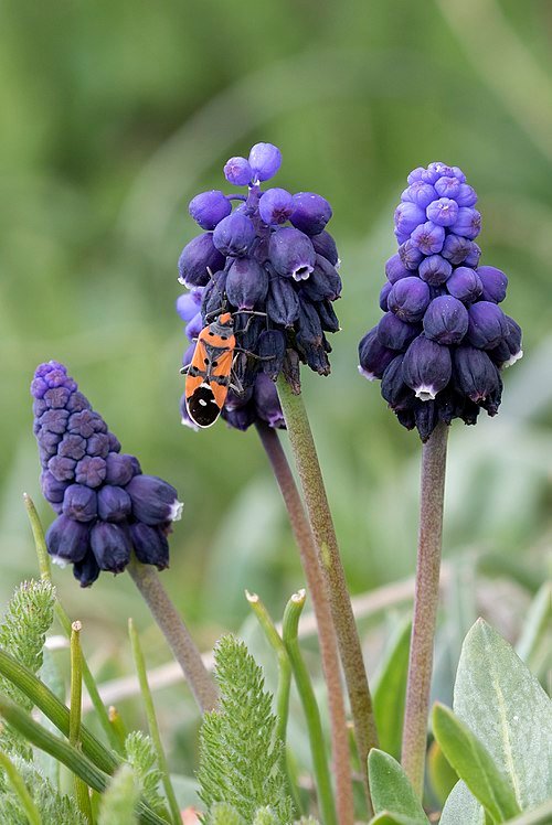 Paarse Muscari bloemen met groene bladeren op achtergrond.