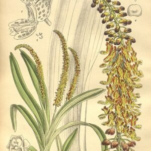 Bloeiende witte orchidee met lange smalle bladeren op neutrale achtergrond.