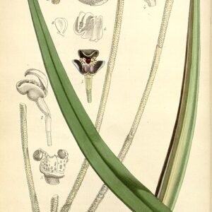 Gele bloemen en groene bladeren van Myoxanthus reymondii orchidee.