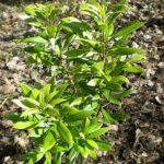 Myrica californica plant met langwerpige groene bladeren, roodbruine schors en kleine ronde bessen.