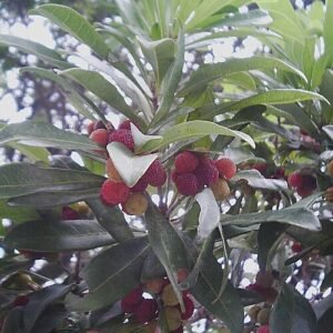 Verse yang mei bessen op een boomtak in de schaduw.