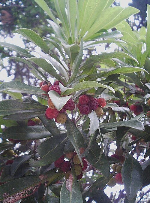 Verse yang mei bessen op een boomtak in de schaduw.